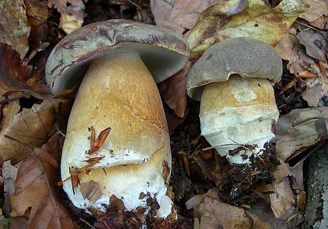 2005 :  Un anno di funghi